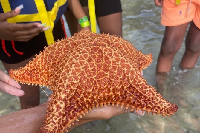 Adventurous-Snorkeling With Sightseeing of Montego Bay - Private transport and pickup timing