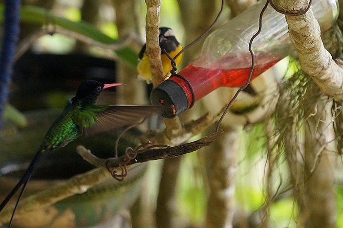 Ahhh Ras Natango Gallery and Garden Private Transfer - Hummingbirds, native plants, and seasonal juice