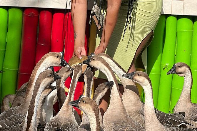 Bird Sanctuary and animal farm Day Tour - Rockland’s close-up bird encounters
