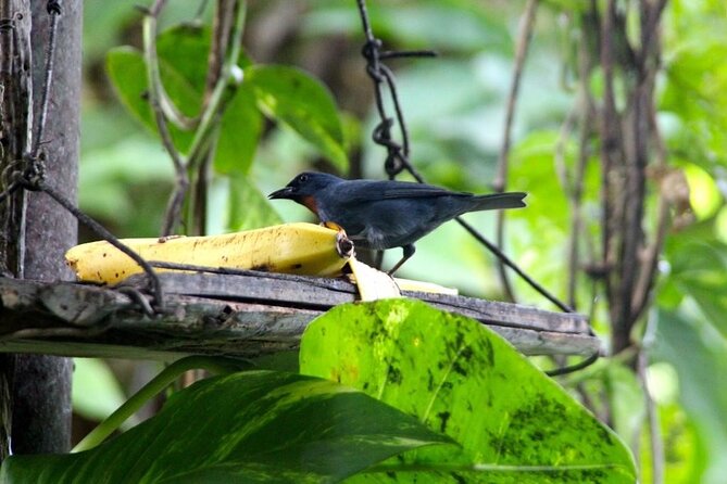 Bird Sanctuary and/or Lethe Bamboo Rafting from Montego Bay - Comparing the bird sanctuary and rafting options