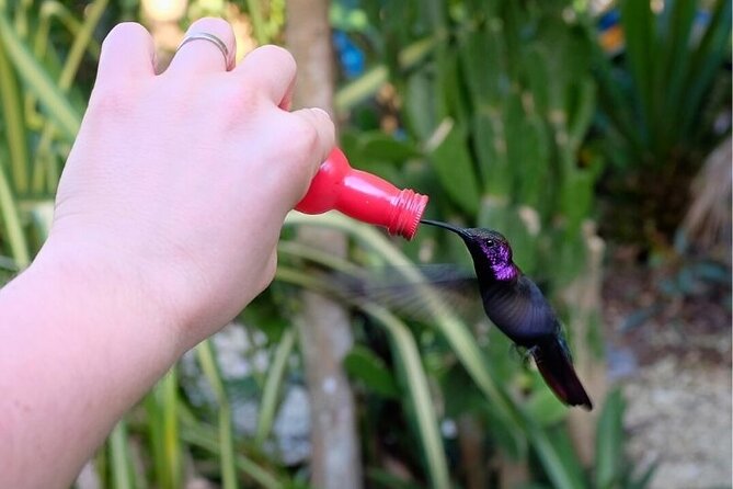 Bird Sanctuary and/or Lethe Bamboo Rafting from Montego Bay - Price, timing, and practical value