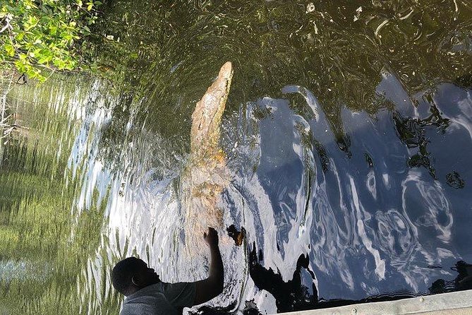 Black River Safari and YS Water Falls - Should you book Black River and YS Falls?