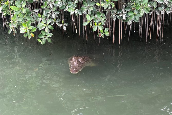 Black River Safari, YS Falls and Appleton Estate - A long south-coast day from Negril