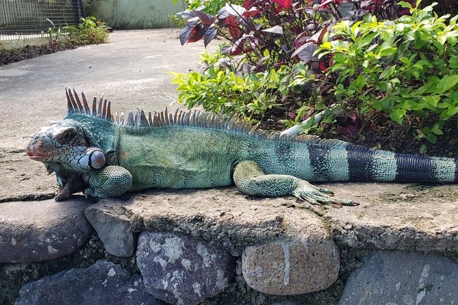 Blue Hole & Konoko Falls Park Combo Tour from Montego Bay - Konoko Falls and Park: more than a waterfall