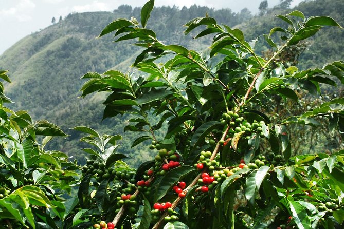 Blue Mountain Coffee and Sightseeing Tour - Key points to know before you book