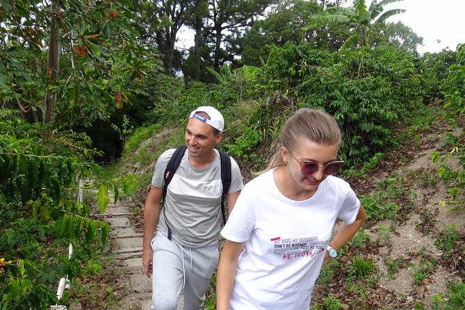 Blue Mountain Coffee and Sightseeing Tour - Is $325 a fair price for four to six hours?
