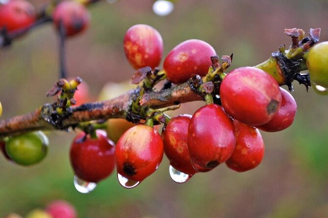 Blue Mountain Coffee, Bob Marley and Art Tour from Montego Bay - Strawberry Hill and the Blue Mountain views