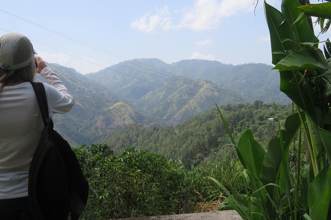Blue Mountain Path Finder - Seeing the coffee plantation up close