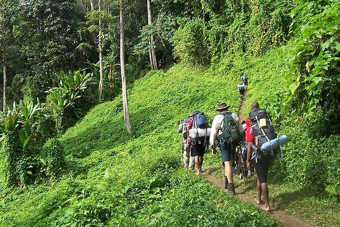Bush Hiking to explore Wild Plants & Fresh Fruits,Montego Bay - Key Points Before You Book