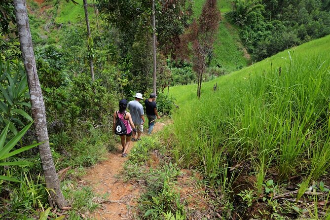 Bush Hiking to explore Wild Plants & Fresh Fruits,Montego Bay - Starting Near the Bamboo Rafts