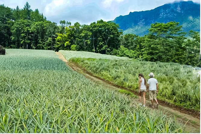 Bush Hiking to explore Wild Plants & Fresh Fruits,Montego Bay - Tasting Fruit That Is In Season