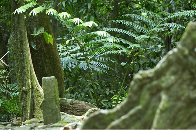 Bush Hiking to explore Wild Plants & Fresh Fruits,Montego Bay - How the $160 Price Measures Up