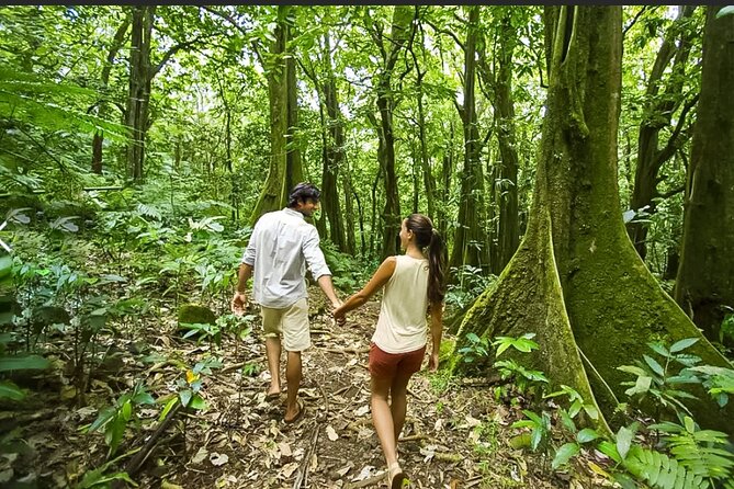Bush Hiking to explore Wild Plants & Fresh Fruits,Montego Bay - Who Will Enjoy It Most