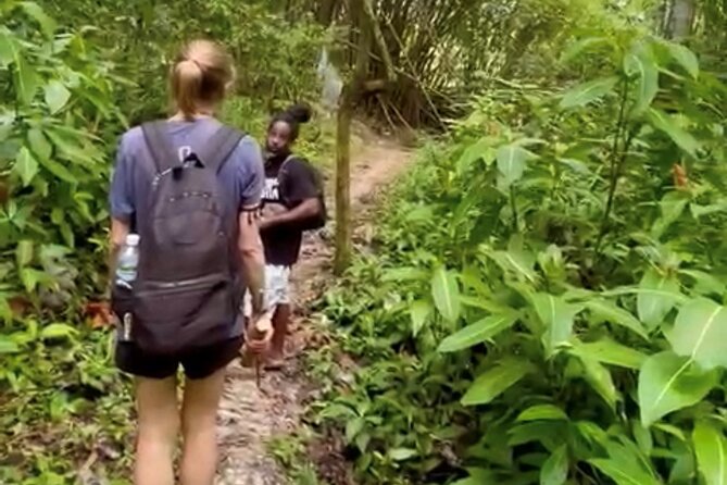 Bush Hiking to explore Wild Plants & Fresh Fruits,Montego Bay - Walking Through Lethe’s Bush Paths