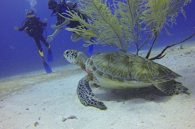Certified 2-Tank Scuba Diving Tour from Montego Bay - Two tanks, two sites, more variety
