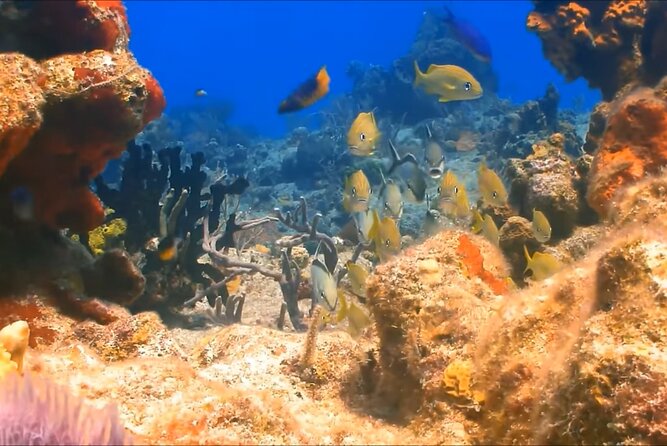 Customize Snorkeling with Option shopping Lunch & Stop local food - Meeting the Guide and Getting Fitted for Gear