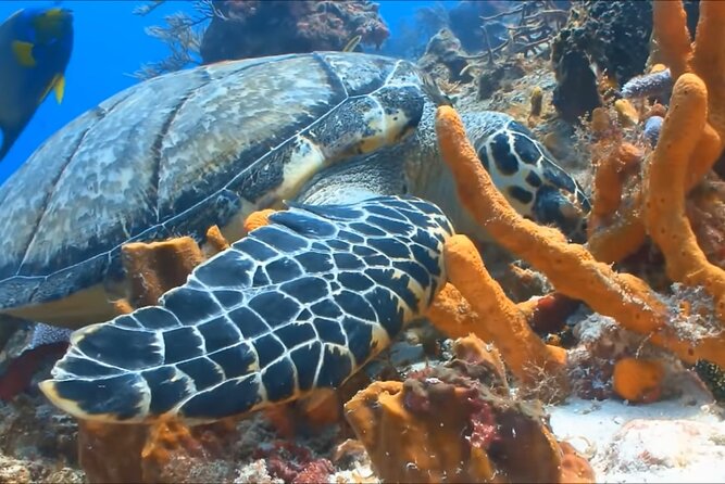 Customize Snorkeling with Option shopping Lunch & Stop local food - Seeing Reef Fish and Underwater Life