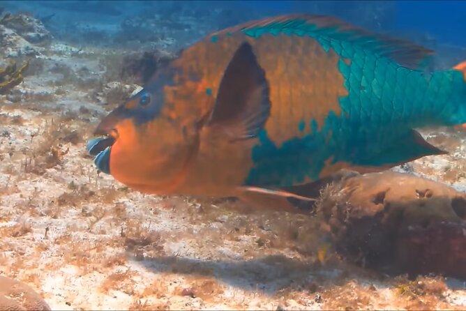 Customize Snorkeling with Option shopping Lunch & Stop local food - Why the Quiet Style May Suit You