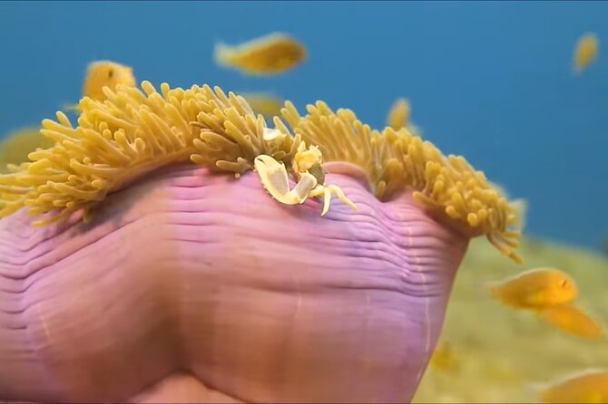 Customize Snorkeling with Option shopping Lunch & Stop local food - The $65.99 Price and What It Really Covers