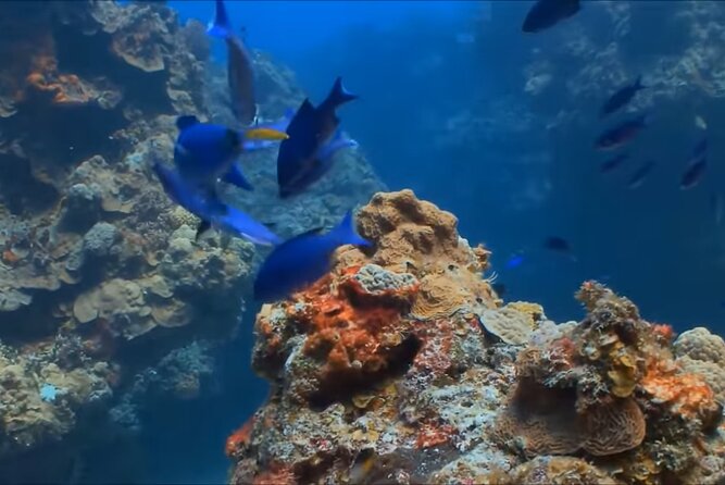 Customize Snorkeling with Option shopping Lunch & Stop local food - Who Will Get the Most From This Outing