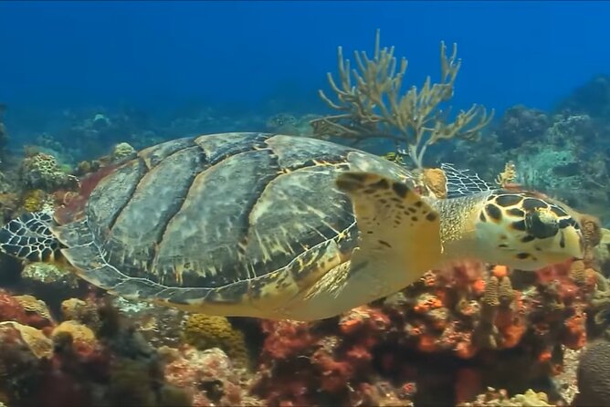 Customize Snorkeling with Option shopping Lunch & Stop local food - Practical Things to Bring and Confirm