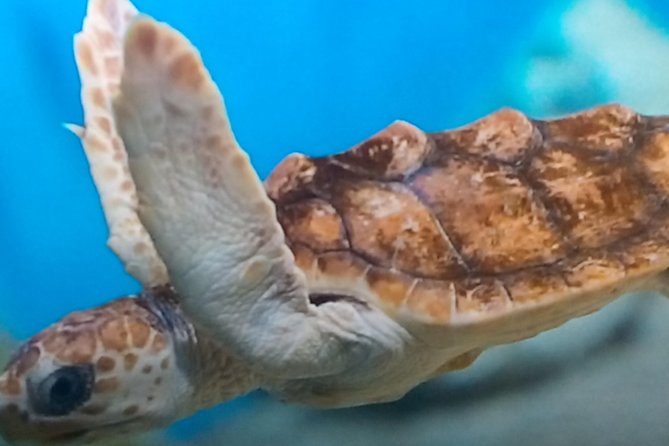 Discover Scuba Diving in Montego Bay - Starting early at Montego Bay’s launch area