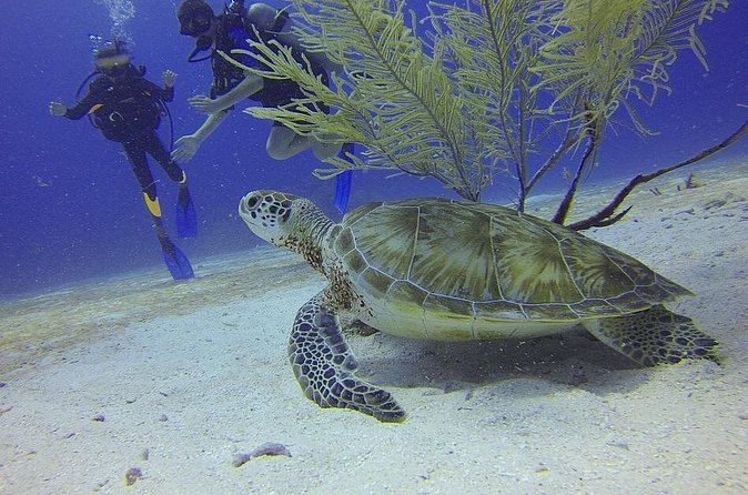 Discover Scuba Diving in Montego Bay - Moving from practice to the Caribbean Sea