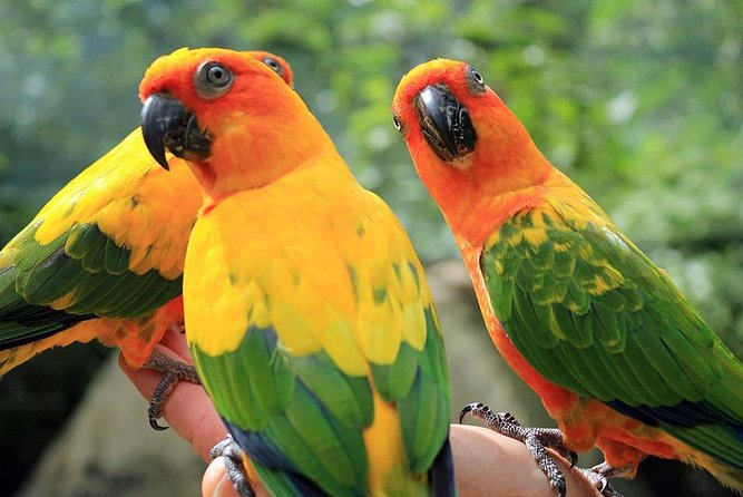 Eco Explorers Waterfall, Rainforest, local Shopping with lunch - Quick take: what makes this Ocho Rios tour useful