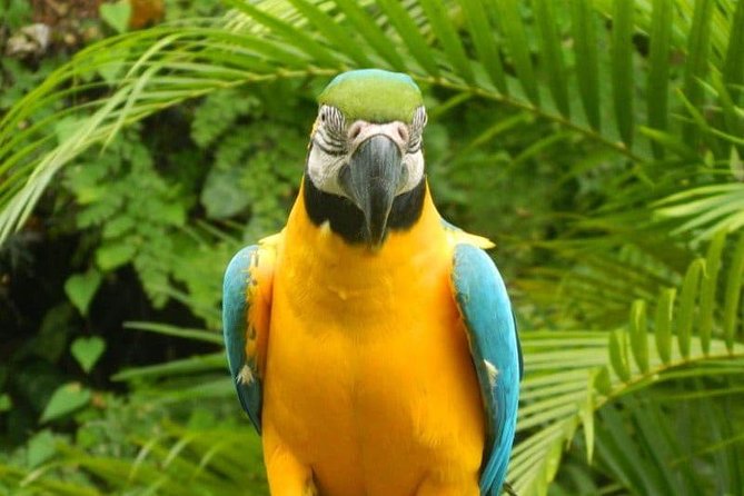 Eco Explorers Waterfall, Rainforest, local Shopping with lunch - Why this four-hour Ocho Rios outing works
