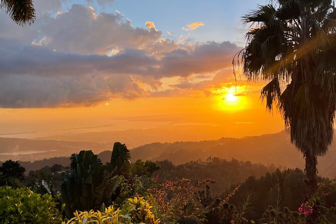 Exotic Blue Mountain Coffee Tour - Craighton Estate and the coffee tasting