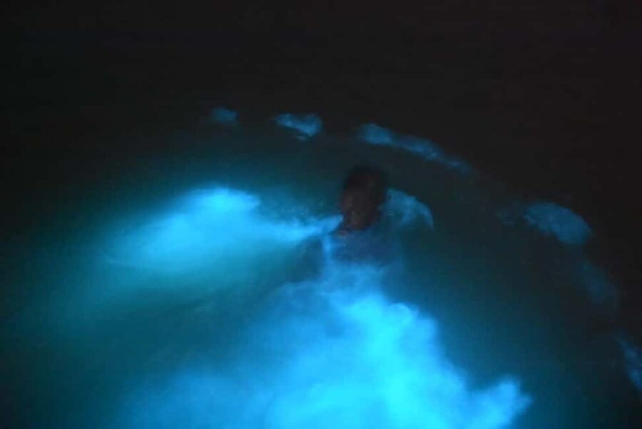 From Montego Bay: Luminous Lagoon Night Tour - Why Jamaica’s glowing water is worth seeing