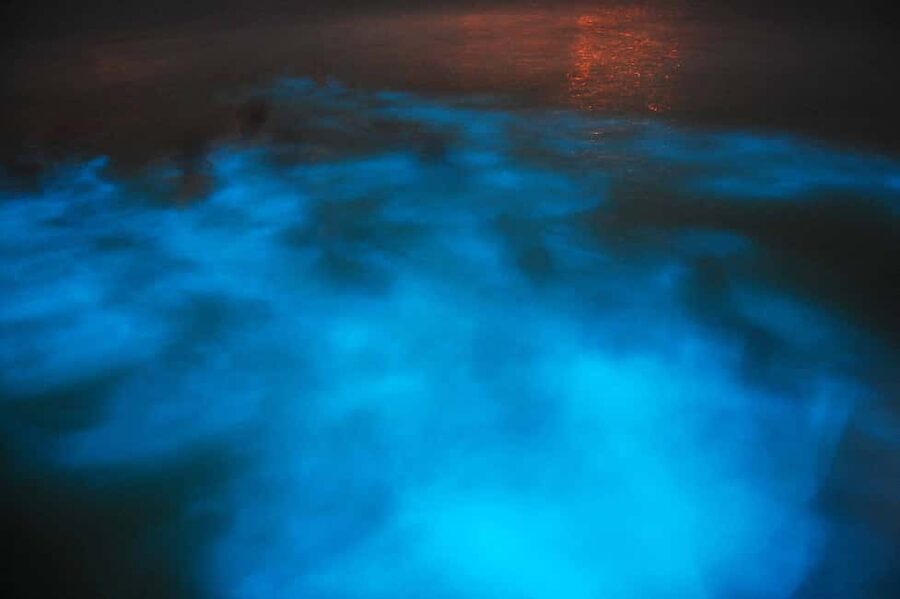 From Montego Bay: Luminous Lagoon Nighttime Boat Tour - From Montego Bay to Falmouth after sunset