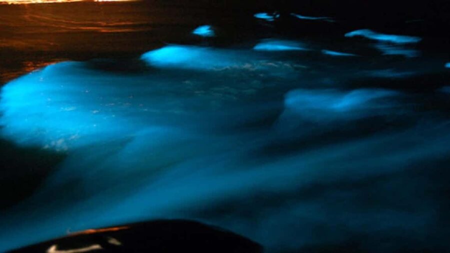 From Montego Bay: Luminous Lagoon Nighttime Boat Tour - Should you book the Luminous Lagoon tour?