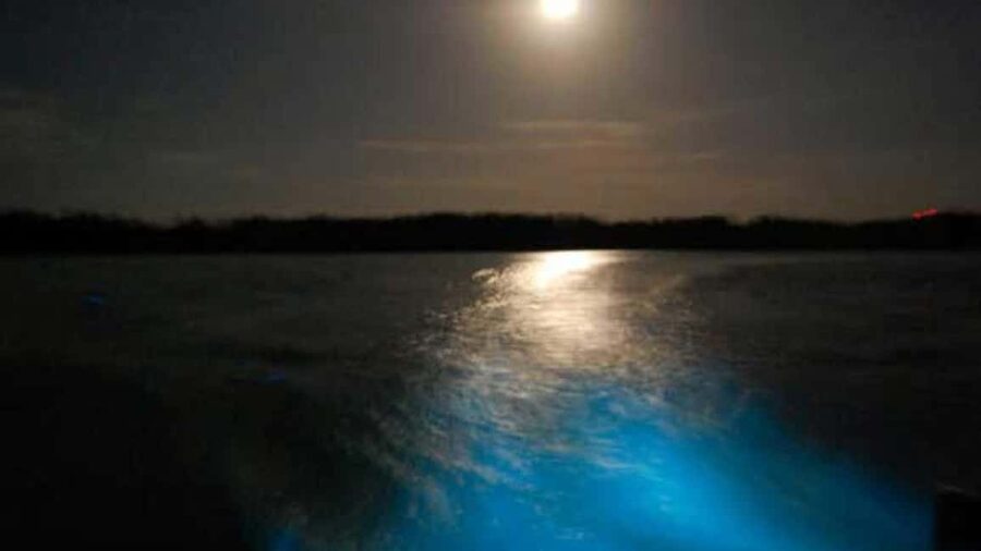 From Montego Bay: Luminous Lagoon Nighttime Boat Tour - Why the Luminous Lagoon glows blue