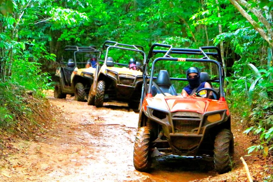 From Runaway Bay: Off Road Vehicle Adventure Tour - Trees linked to famous names