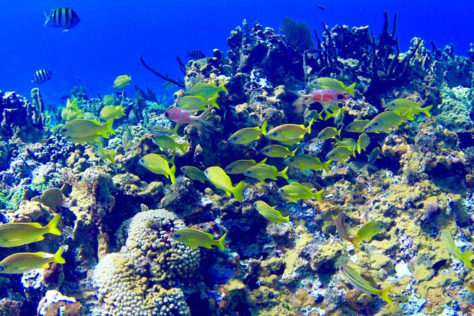 Glass Bottom Boat Ride/Snorkeling/Booby Cay Island from Negril - What the glass-bottom boat really offers