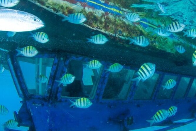 Glass Bottom Boat Water Activity in Montego Bay Jamaica - Looking through the glass at coral and marine life