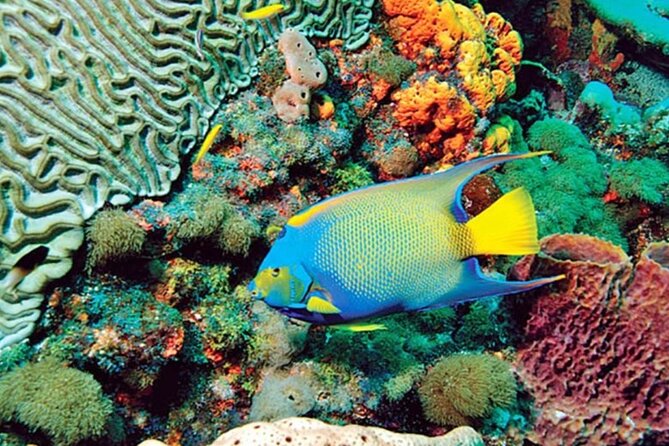 Glass Bottom Boat Water Activity in Montego Bay Jamaica - Who will get the most from this experience