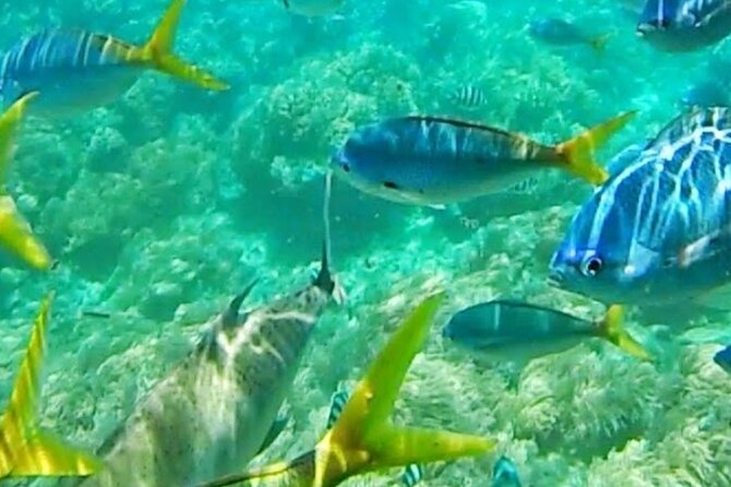 Glass Bottom Boat Water Activity in Montego Bay Jamaica - Starting with private transportation and a cool ride