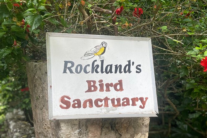 Great River Bamboo Rafting and Bird Sanctuary Combine Tour From Montego Bay - Private transport makes a short tour easier