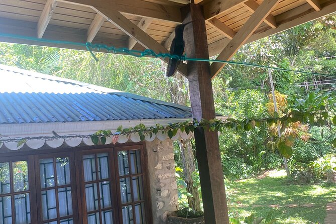 Great River Bamboo Rafting and Bird Sanctuary Combine Tour From Montego Bay - Booking, weather, and cancellation details