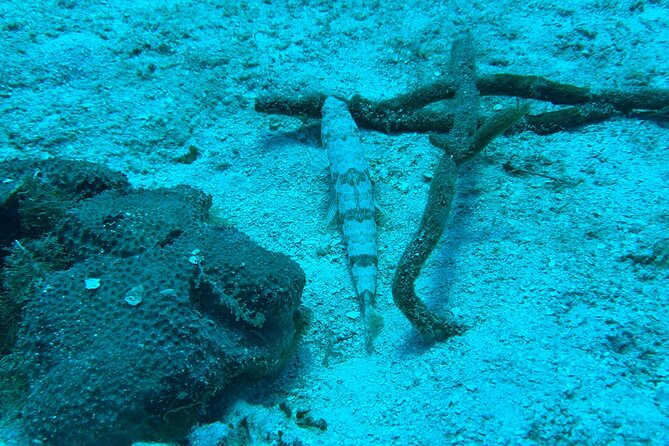 Guided Snorkeling at the Anchor and Cannon Reef in Negril - Starting at Hidden Paradise Resort Hotel