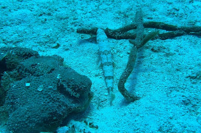 Guided Snorkeling at the Anchor and Cannon Reef in Negril - Anchor and Cannon Reef: 45 minutes in the water