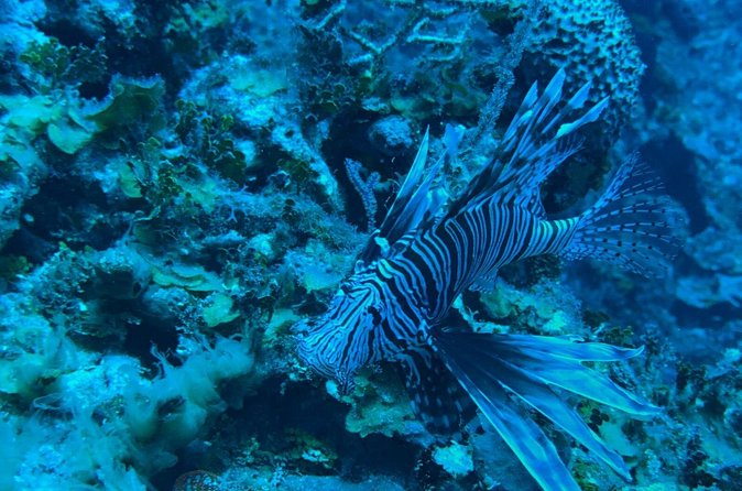 Guided Snorkeling at the Anchor and Cannon Reef in Negril - What the $60 price includes