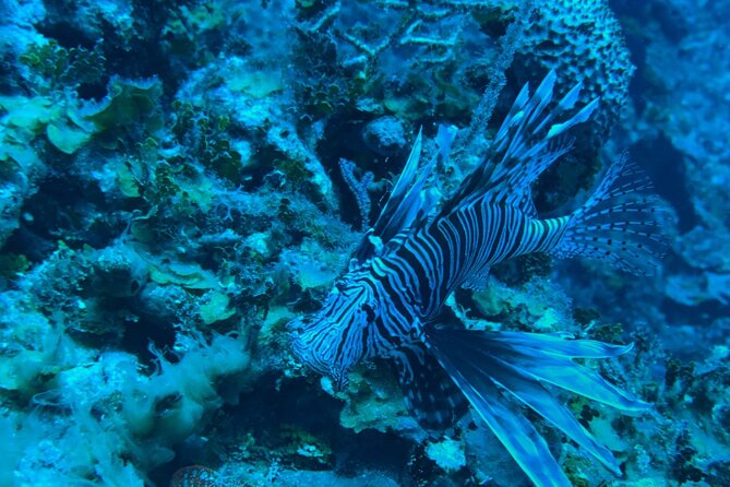 Guided Snorkeling at the Anchor and Cannon Reef in Negril - The first 15 minutes: cruising past Seven Mile Beach