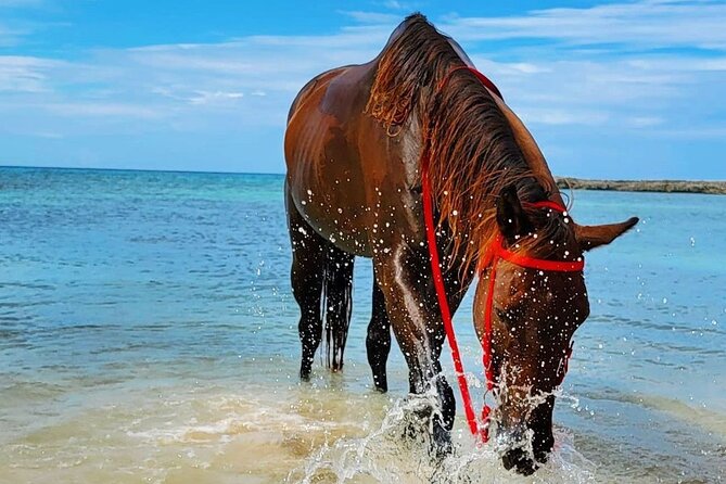 Horseback Ride and Swim Jamaica - Should you book Horseback Ride and Swim Jamaica?