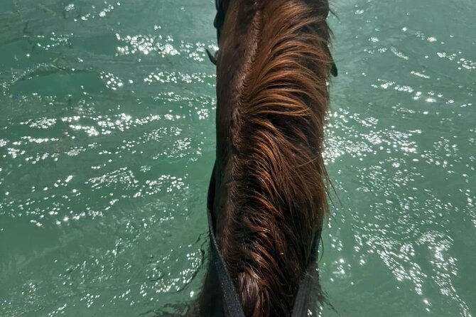 Horseback Riding In The Ocean from Montego Bay Private Transfer - Who Will Enjoy This Outing Most