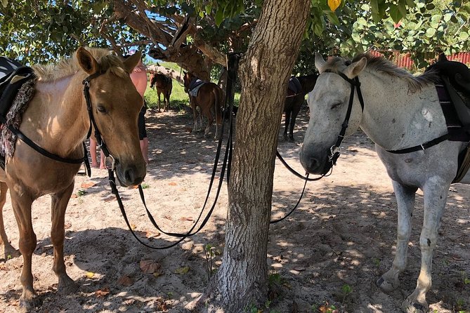 Horseback “SPECIAL”- Negril’s Beach Ride N’ Swim with Free photos/videos - Changing saddles before the ocean ride