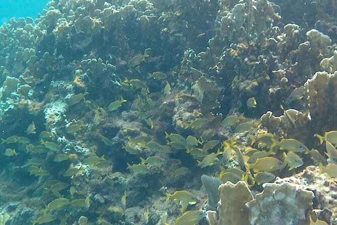 Incredible Negril Guided Snorkeling To Reef, Anchor, and Cannon - Starting from Negril’s Seven Mile Beach