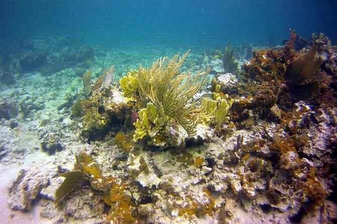 Incredible Negril Guided Snorkeling To Reef, Anchor, and Cannon - Timing, weather, and booking details